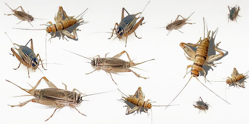 Crickets LARGE