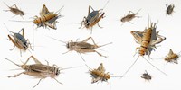 Crickets MAIN