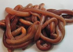 Buy nightcrawlers online Clearance