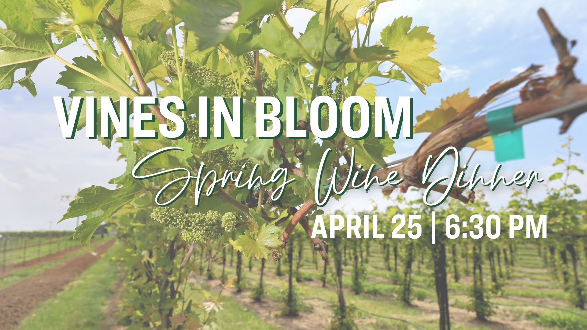Vines in Bloom: Spring Wine Dinner THUMBNAIL
