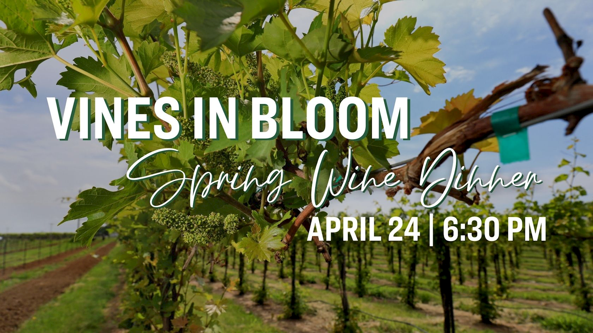 Vines in Bloom: Spring Wine Dinner 2026 MAIN