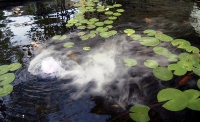 Pond with fog