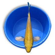 Live Butterfly Grade Koi Fish - Stocking Packs from Aquascape for Water Gardens & Ponds THUMBNAIL