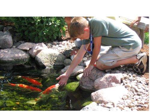 feeding fish