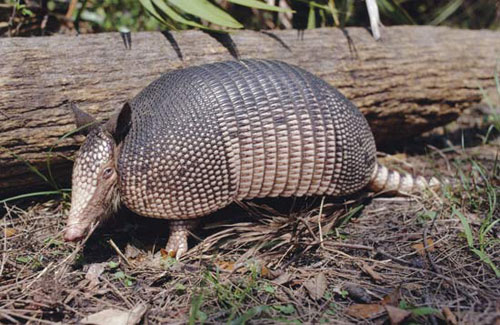 ARMADILLO