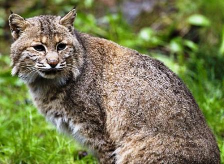 BOBCAT