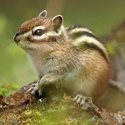 CHIPMUNK