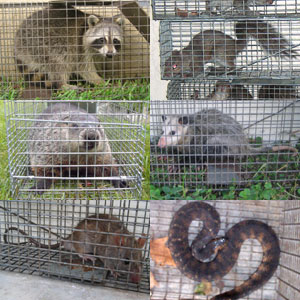 TRAPS BY ANIMAL TYPE & SIZE