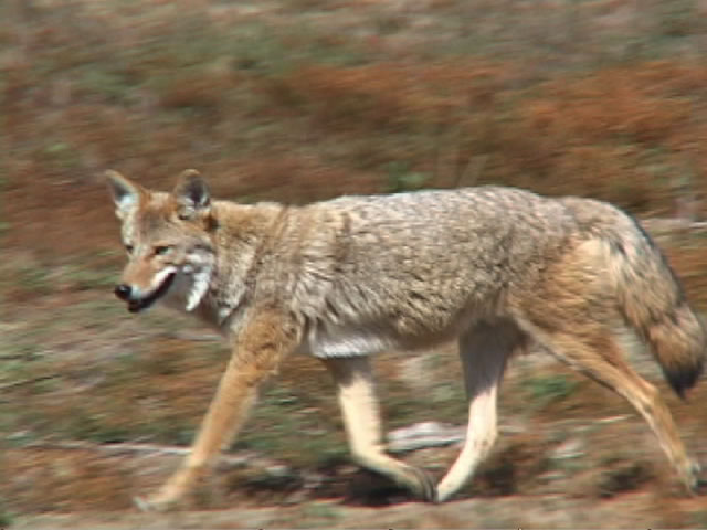 COYOTE