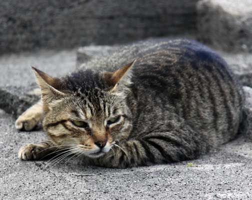 FERAL CAT