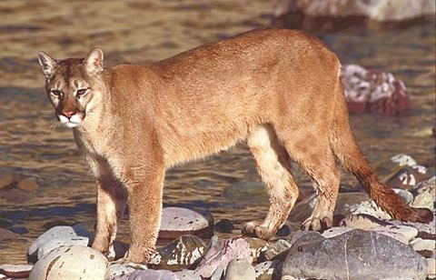 MOUNTAIN LION