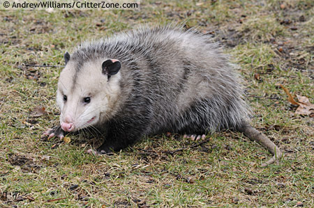 OPOSSUM