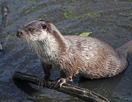 OTTER