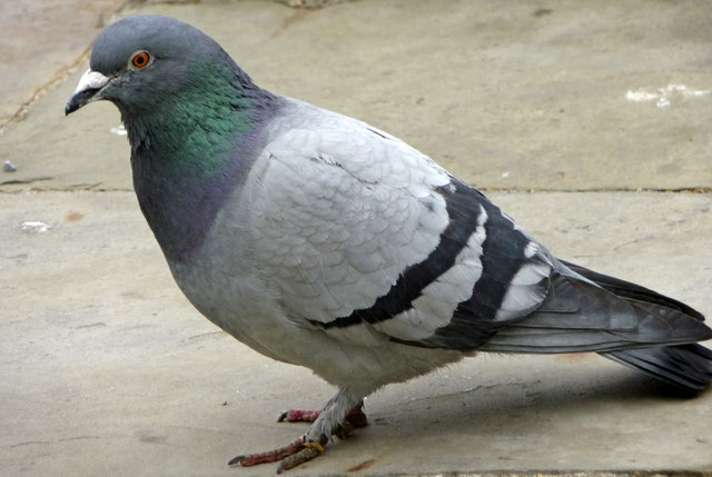 PIGEON