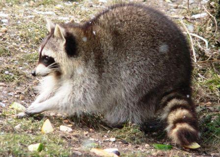 RACCOON