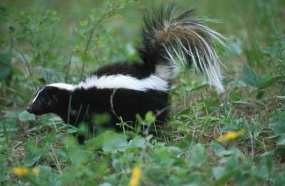 SKUNK