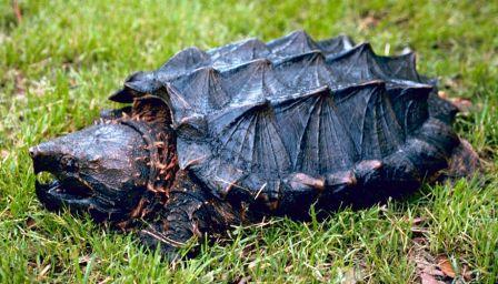 SNAPPING TURTLE