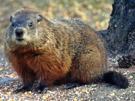 WOODCHUCK