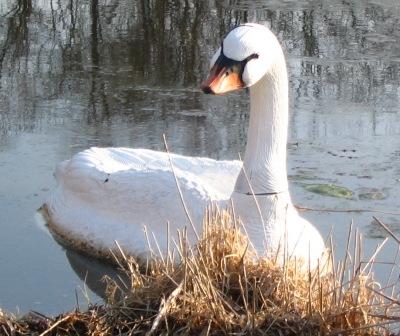 Floating White Swan Decoy for Canada Geese Control in Water Gardens & Ponds THUMBNAIL