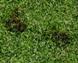 Professional Broad Spectrum Algaecide/Fungicide for Moss, Mildew, Mold & Algae for Synthetic Turf SWATCH