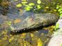 28.5" Alligator Head Decoy Pond Float with Reflective Eyes for Canada Geese & Blue Heron Control SWATCH