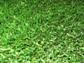 15' Wide Putting Green Golf Fringe & Synthetic Lawn Turf - 1 3/4" Bluegrass Style (354) SWATCH