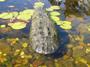 28.5" Alligator Head Decoy Pond Float with Reflective Eyes for Canada Geese & Blue Heron Control SWATCH