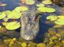 22" Jr Alligator Head Decoy & Pond Float with Reflective Eyes for Canada Geese & Blue Heron Control SWATCH