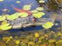 22" Jr Alligator Head Decoy & Pond Float with Reflective Eyes for Canada Geese & Blue Heron Control SWATCH