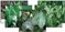 Complete Pond Plant Package #1 for Ponds & Water Gardens up to 6' x 8' SWATCH