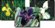 Complete Pond Plant Package #1 for Ponds & Water Gardens up to 6' x 8' SWATCH