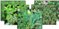Complete Pond Plant Package #1 for Ponds & Water Gardens up to 6' x 8' SWATCH