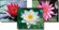 Complete Pond Plant Package #1 for Ponds & Water Gardens up to 6' x 8' SWATCH