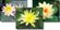 Complete Pond Plant Package #1 for Ponds & Water Gardens up to 6' x 8' SWATCH