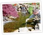 BioSafe Systems GreenClean Organic Algae Control for Water Garden, Stream, & Pond Use SWATCH