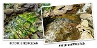 BioSafe Systems GreenClean Organic Algae Control for Water Garden, Stream, & Pond Use SWATCH
