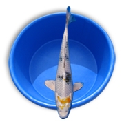 Live Choice Grade Straight Fin Koi Fish - Stocking Packs from Aquascape for Water Gardens & Ponds THUMBNAIL