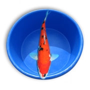 Live Decorative Grade Straight Fin Koi Fish - Stocking Packs from Aquascape for Water Gardens MAIN
