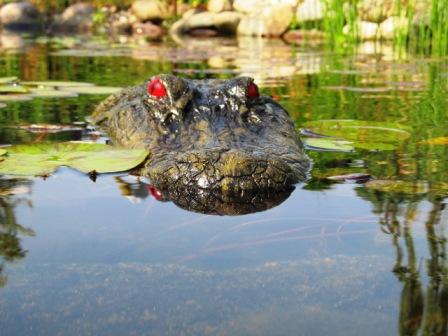 22" Jr Alligator Head Decoy & Pond Float with Reflective Eyes for Canada Geese & Blue Heron Control MAIN