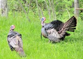 WILD TURKEY