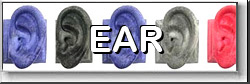 Ear