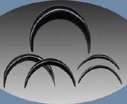 WB2023 Ear or Septum Black Horn Crescent MAIN