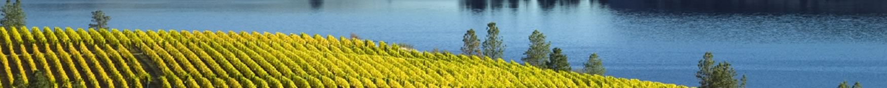 Surfside Cellars